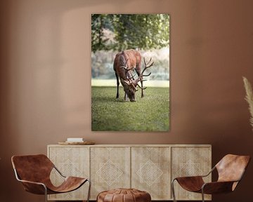 Grazing red deer
