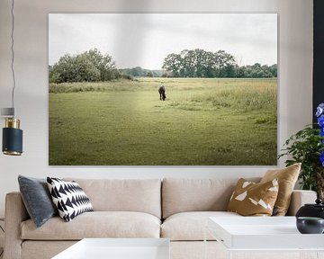 Horse grazing in the field