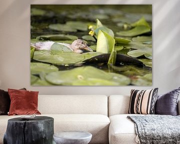 Duckling in a pond surrounded by water lilies by Bas Leroy