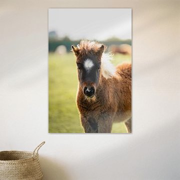 Brown and white shetland pony