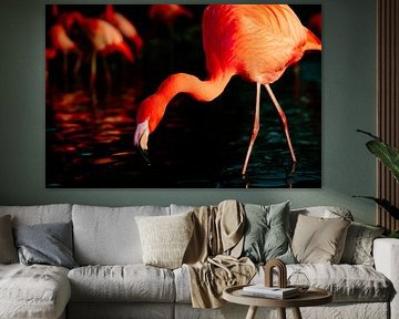 flamingo