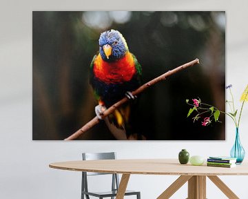 Regenboog vogel van Myrthe Vlasveld