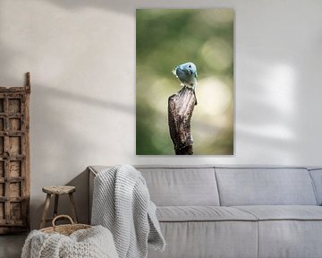 The curious Blue bird A Charming Look at Nature by Femke Ketelaar