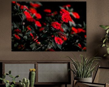 Red Flower Splendour The Power of Contrasts by Femke Ketelaar