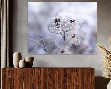 Clematis vitalba op een vorstige winterdag