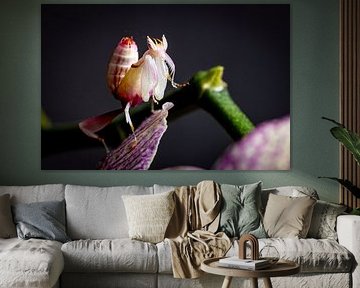 Larve einer Orchideen Gottesanbeterin