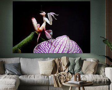 Larve einer Orchideen Gottesanbeterin
