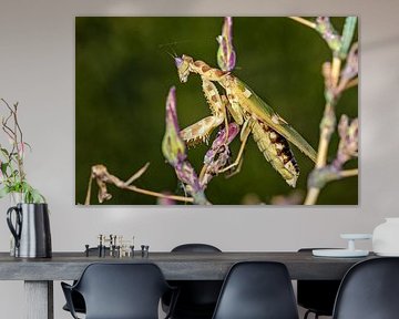 Die Blütenmantis