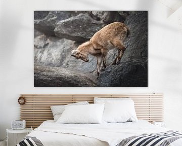 Steenbok jong klimt tussen de rotsen | wildlife van Laura Dijkslag