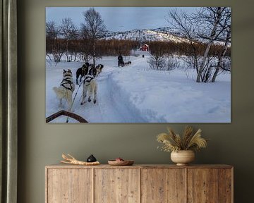 Huskysleeën in Lapland over Langfjorde van Mart Houtman