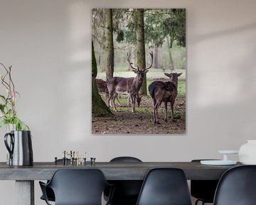 Kleine herten familie merkt fotograaf op van Mart Houtman