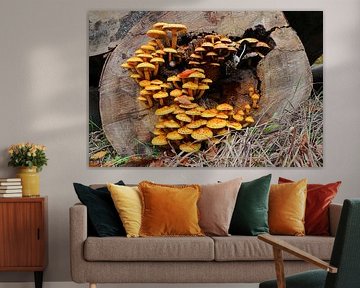 Mushrooms in a tree trunk, Goldfell Schüppling
