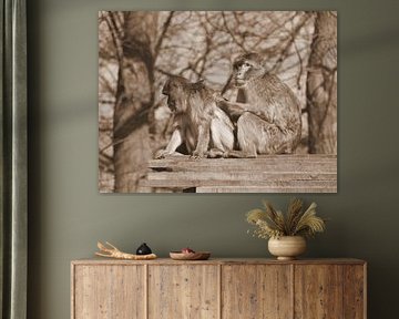 Barbary macaques in sepia