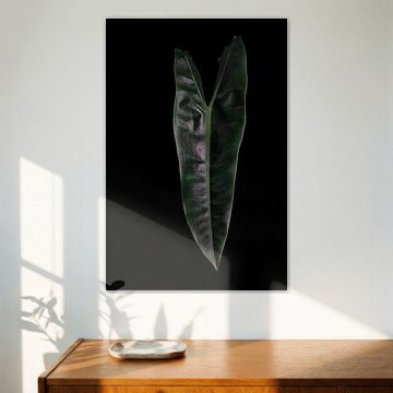 Philodendron billietiae