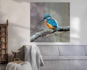 Kingfisher, ijsvogel, meest kleurrijke vogel van Nederland van Bert Huisman