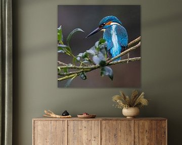 Kingfisher, IJsvogel, blauwe beauty van Bert Huisman