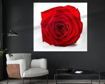 rode roos op een witte achtergrond
