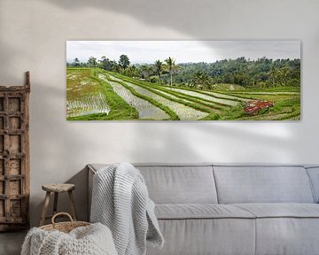 Panorama van de Rijstvelden (sawa's) in Bali