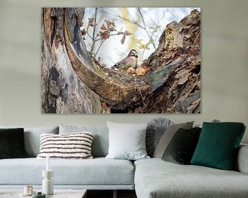 Jay in old tree