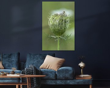 Proud wild carrot