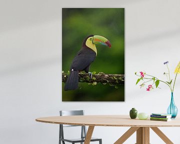 Keel-billed Toucan
