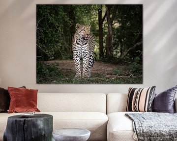 Nehneh, der junge Leopard von Mirjam Wisse