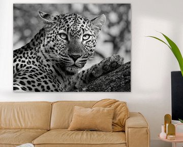 Der intensive Blick eines Leoparden von Mirjam Wisse