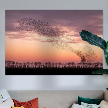 Spectacle de danse des étourneaux sur Moetwil en van Dijk - Fotografie