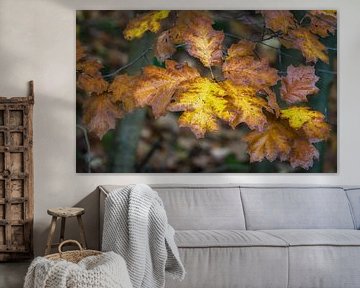 Geel en bruin in de herfst