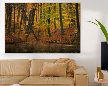 Bosgezicht met beuken in herfstkleuren