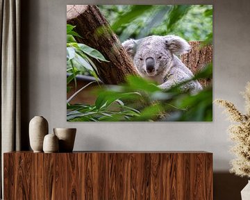 In slaap vallende Koala van Eddy Smets