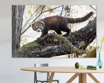 Junger Kleiner Panda, der auf einem Baumstamm läuft.