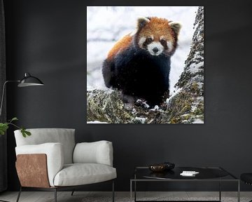 Porträt eines kleinen Pandas auf einem verschneiten Ast. von Lennart Verheuvel