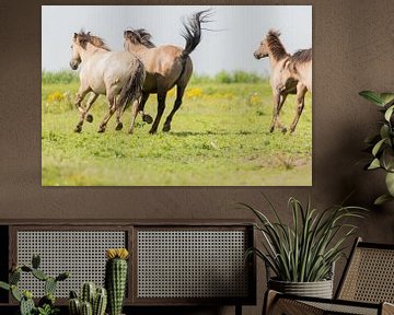 Paarden | Rennende konikpaarden - Oostvaardersplassen van Servan Ott
