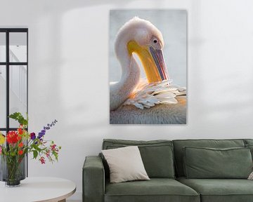 Vogels | Roze pelikaan in het broedkleed van Servan Ott
