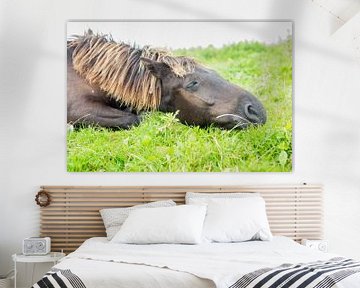 Paarden| Slapend konikpaard Oostvaardersplassen van Servan Ott