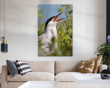 Vogels | Visdief portret Friesland van Servan Ott