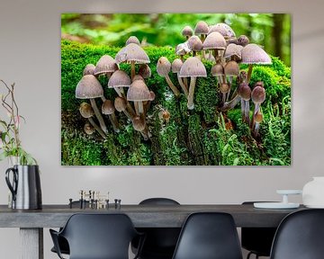 Horizontale opname van paddenstoelen op het oppervlak van bemost hout van Andreas Völkel