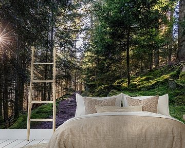 Hiking trail in Bad Wildbad in autumn - Black Forest by Werner Dieterich