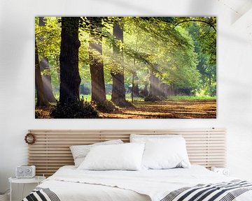 Sunbeams in the forest by Martijn Kort