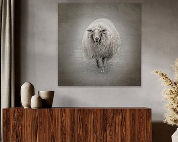 Shaun het schaap. van Alie Ekkelenkamp