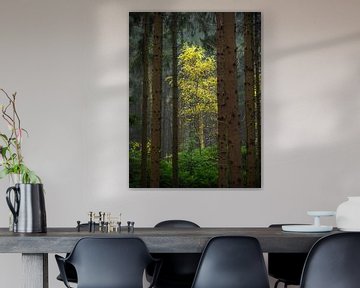 Een lichte plek in het donkere bos