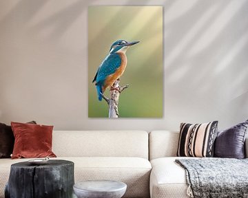 De ijsvogel