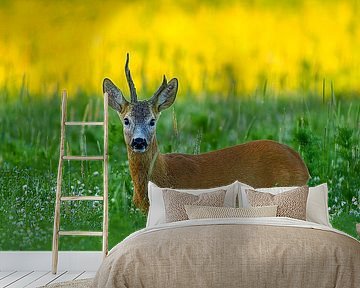 Oude reebok in een weiland met bloemen en kruiden op een zomerochtend