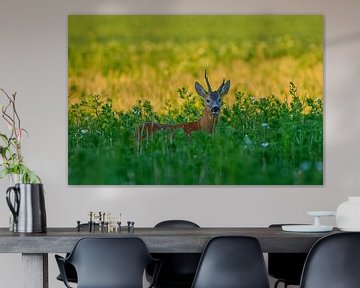 Oude reebok in een weide met bloemen en kruiden op een zomerochtend in Duitsland van Mario Plechaty Photography
