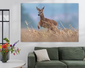 Jonge reebok staand op een geoogst stoppelveld op een zomerochtend van Mario Plechaty Photography