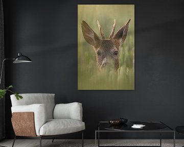 Jonge reebok staand in een groen veld met tarwe op een zomerochtend van Mario Plechaty Photography