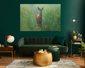 Jonge reebok staand in een groen veld met tarwe op een zomerochtend van Mario Plechaty Photography