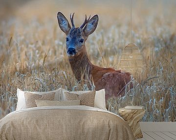 Jonge reebok in een rijp tarweveld op een zomerochtend