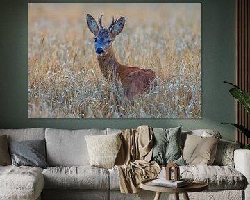 Jonge reebok in een rijp tarweveld op een zomerochtend van Mario Plechaty Photography